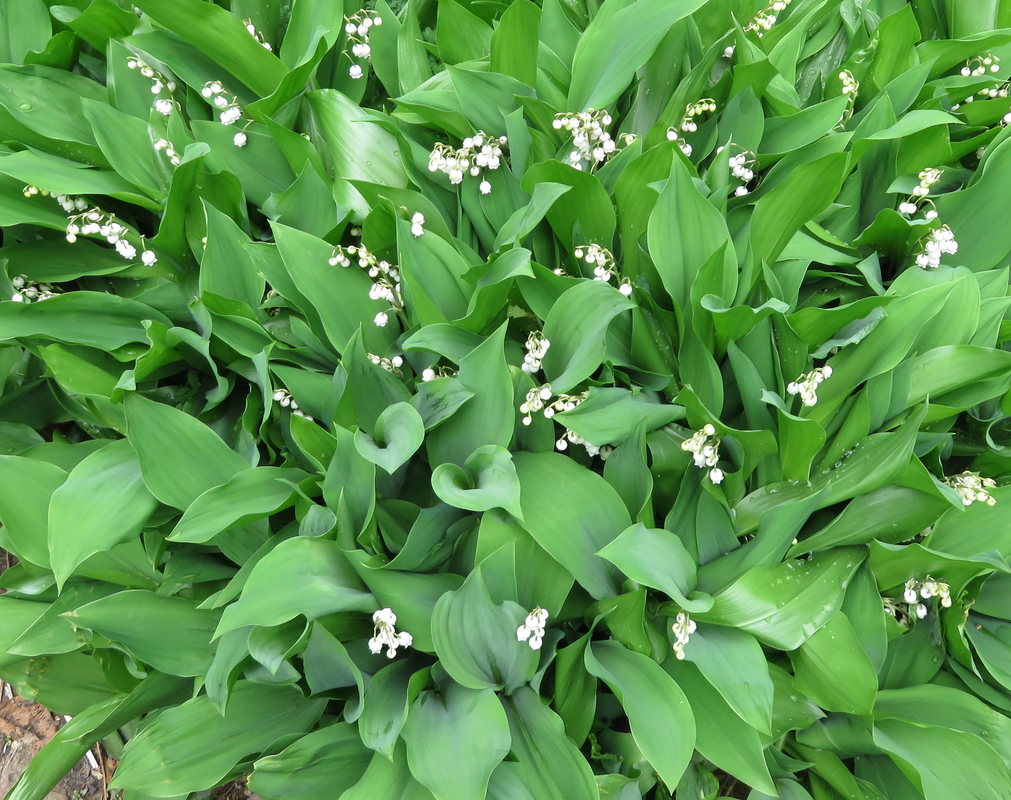 lily-of-the-valley-img-1130sm_orig.png