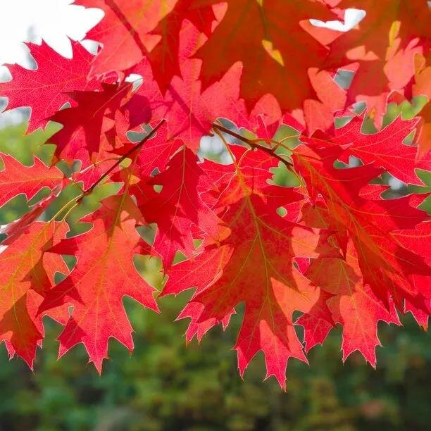 red-oak-tree-leaves-quercus-rubra-1.jpeg