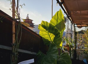 Terrazzo tropicale con piante e vista su tetti della città al tramonto