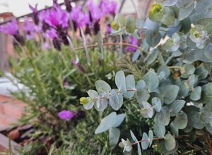 Progetto terrazzo con piante di gelsomino rampicante su terrazzo signorile a Pinerolo Progetto terrazzo con piante di gelsomino rampicante su terrazzo signorile a Pinerolo