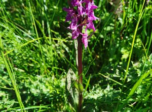 Fiore alpino viola nel giardino alpino La Chanousia