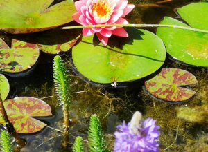 Fior di loto in fiore su biolago con vegetazione acquatica