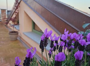 Terrazzo signorile con fiori di lavanda e progetto a Pinerolo per privacy con gelsomino rampicante Terrazzo signorile con fiori di lavanda e progetto a Pinerolo per privacy con gelsomino rampicante