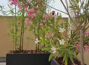 Terrazzo mediterraneo con fioriere e piante colorate Terrazzo mediterraneo con fioriere e piante colorate