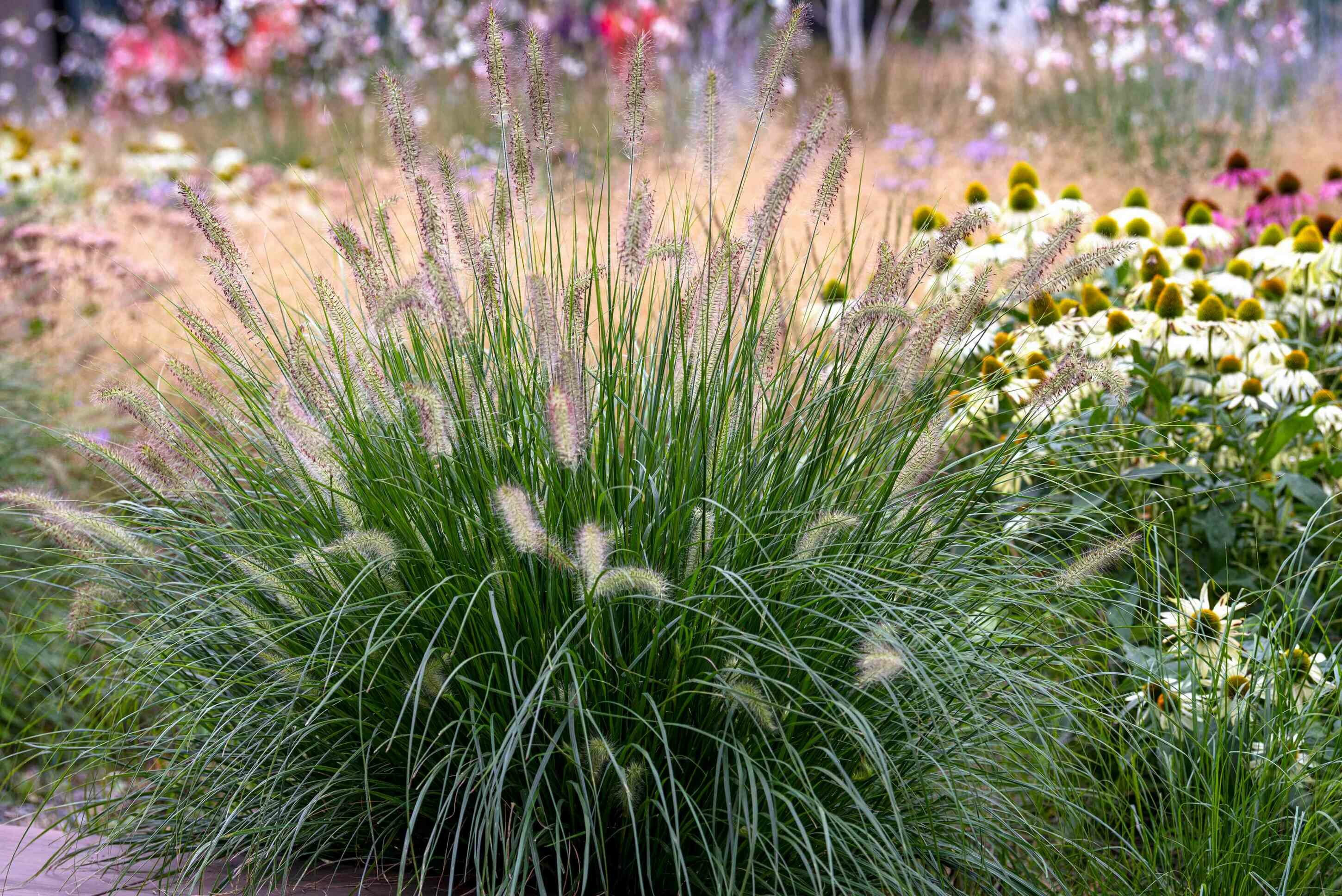 pennisetum-fountain-grasses-care-5195091-hero-172c9ccea9734f71a8448bd245af1349.jpeg