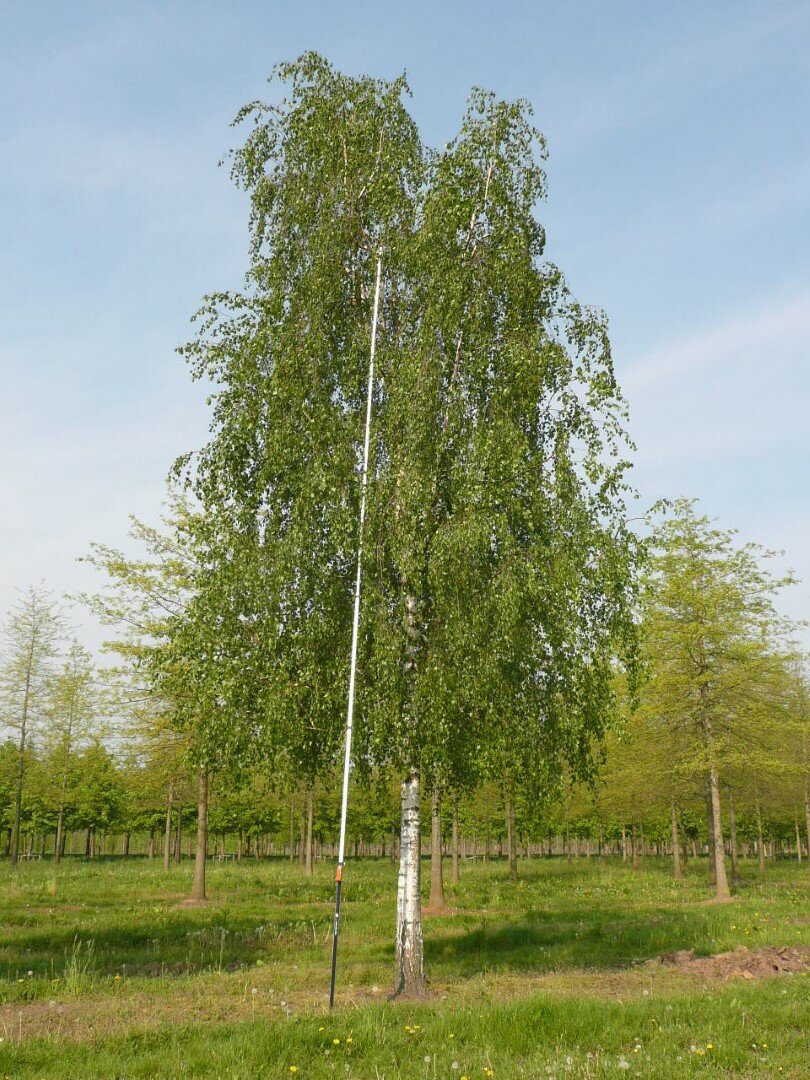 betula_pendula_6.jpeg