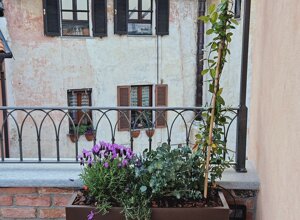 Terrazzo signorile con progetto di privacy a Pinerolo, gelsomino rampicante in vaso. Terrazzo signorile con progetto di privacy a Pinerolo, gelsomino rampicante in vaso.