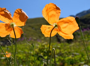 Fiori di papavero alpino a La Chanousia nel giardino alpino