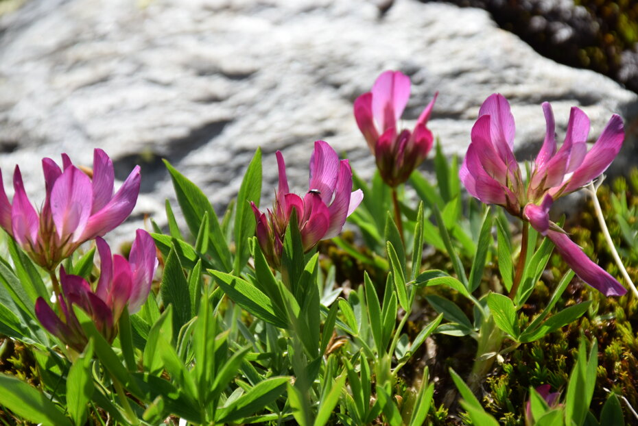 Fiori rosa e foglie verdi in un parco pubblico
