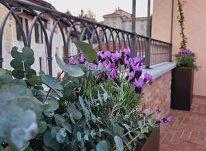 Terrazzo signorile a Pinerolo con fiori di gelsomino rampicante Terrazzo signorile a Pinerolo con fiori di gelsomino rampicante