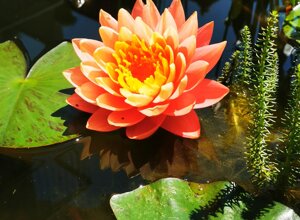 Fiore di loto arancione in un biolago con foglie verdi, progetto verde Torino