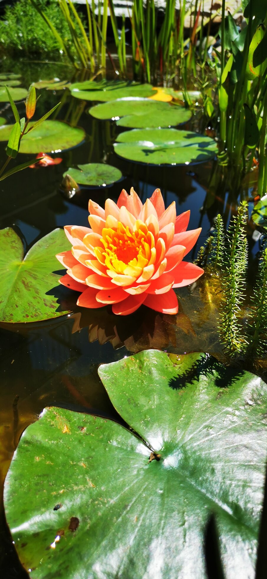 Fior di loto arancione con ninfee in un biolago