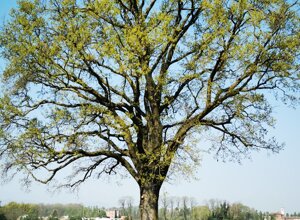 Grande albero lungo un sentiero nella campagna, sotto un cielo azzurro Grande albero lungo un sentiero nella campagna, sotto un cielo azzurro