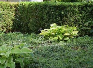 Giardino privato con aiuole curate a Milano