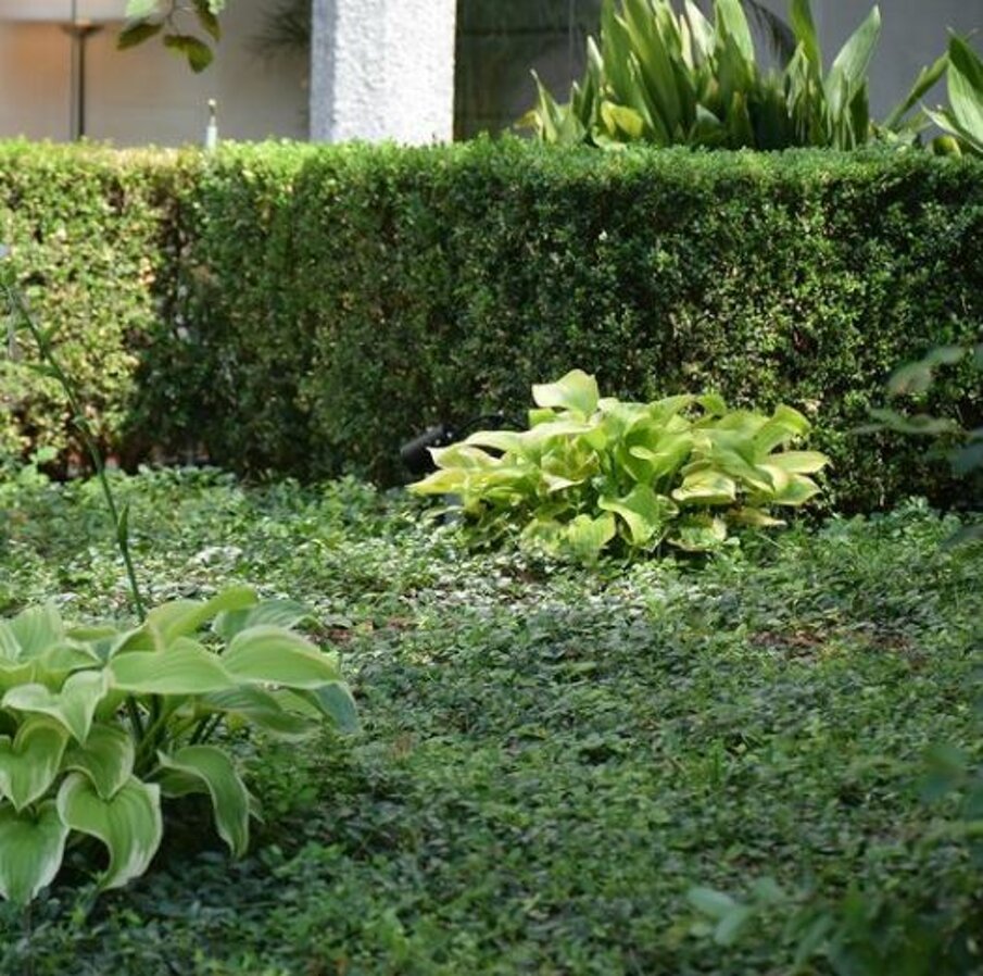 Giardino privato con siepi curate e piante verdi