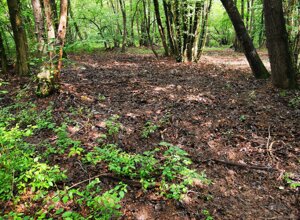 Foresta verdeggiante nella rotta Stupinigi, riqualificazione parco Foresta verdeggiante nella rotta Stupinigi, riqualificazione parco