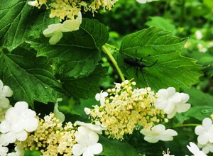 Fiore bianco con insetti su foglie verdi in un parco pubblico Fiore bianco con insetti su foglie verdi in un parco pubblico