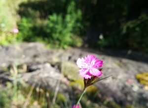 Fiore rosa nel giardino botanico di Vogogna, Parco Nazionale della ValGrande Fiore rosa nel giardino botanico di Vogogna, Parco Nazionale della ValGrande