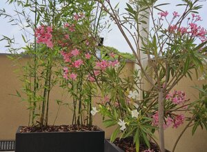 Terrazzo mediterraneo con fioriere di bambù e oleandri Terrazzo mediterraneo con fioriere di bambù e oleandri