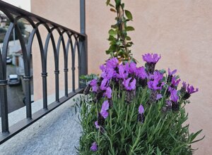 Fiori viola su terrazzo signorile a Pinerolo con gelsomino rampicante. Fiori viola su terrazzo signorile a Pinerolo con gelsomino rampicante.