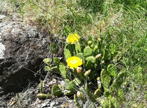 Cactus con fiori gialli nel giardino botanico di Vogogna, Parco Nazionale della ValGrande Cactus con fiori gialli nel giardino botanico di Vogogna, Parco Nazionale della ValGrande