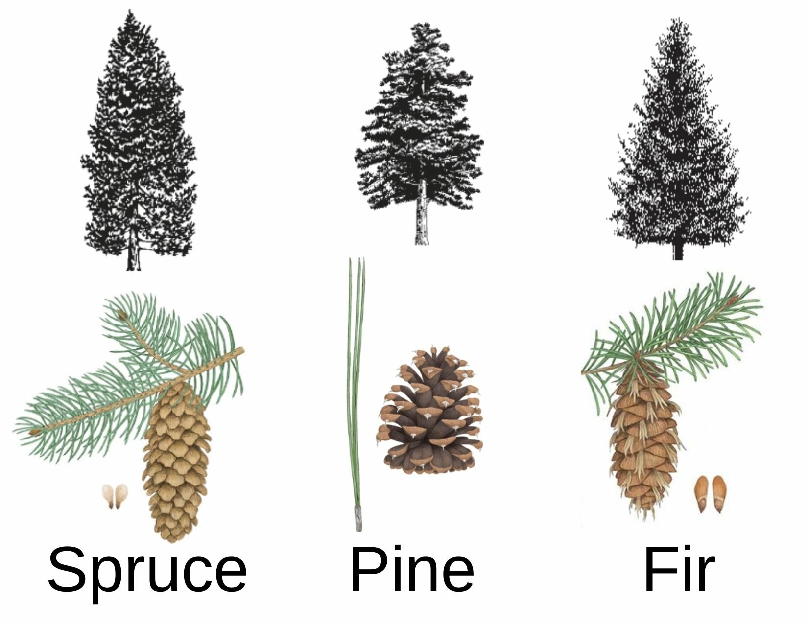 spruce-pine-or-fir-.jpeg