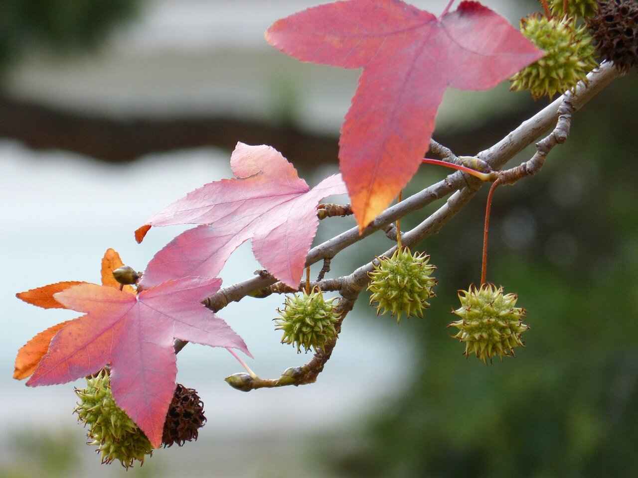 liquidambar-styraciflua-g071454b54_1280.jpeg