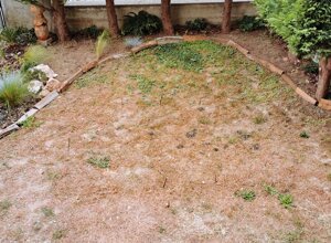 Giardino privato con zona erbosa incolta, bordi in legno e piante ornamentali a Torino