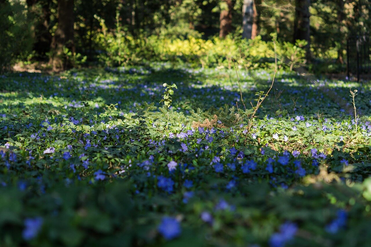 periwinkle-4134194_1280.jpeg
