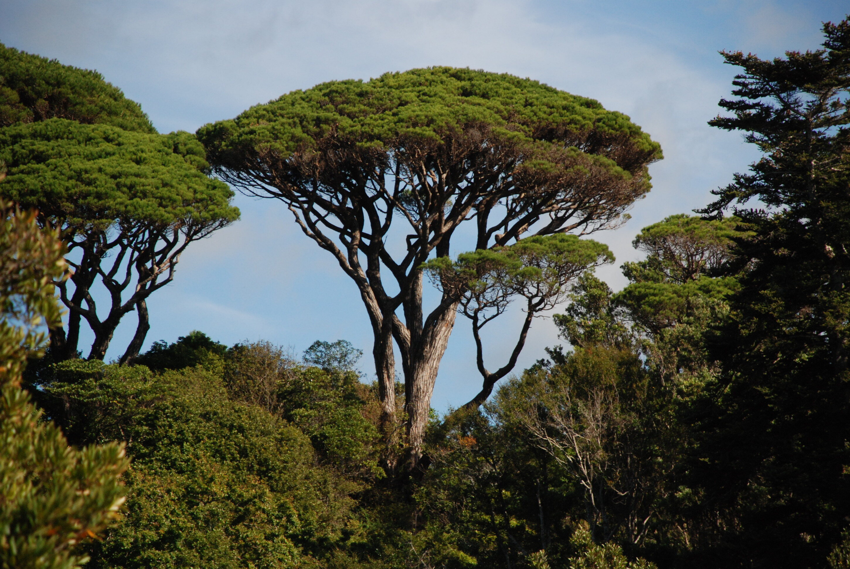 pinus_pinea_wellington_botanic_gardens.jpeg