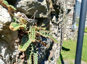 Muro di pietra con felci nel giardino botanico di Vogogna, Parco Nazionale della ValGrande Muro di pietra con felci nel giardino botanico di Vogogna, Parco Nazionale della ValGrande
