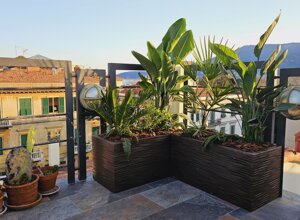 terrazzo tropicale con piante esotiche e vista città