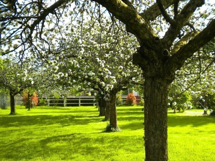 Giardino in fiore con alberi e prato verde, progettazione verde e sostenibile