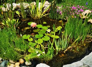 Biolago con piante acquatiche e rocce in un giardino privato a Torino