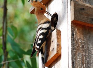Uccello con cresta colorata su casetta di legno Uccello con cresta colorata su casetta di legno