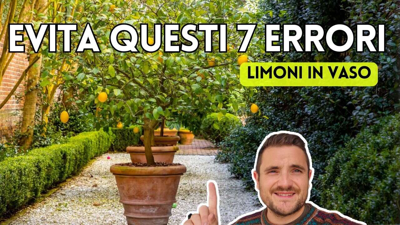 7 Errori da Evitare se Vuoi Limoni in Vaso Felici