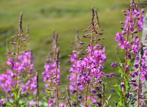 Fiori rosa di Chamerion angustifolium in un giardino alpino de La Chanousia