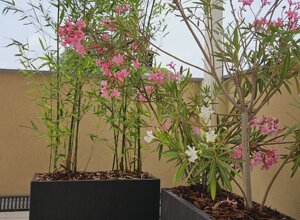 Terrazzo mediterraneo con piante in vaso e fiori colorati Terrazzo mediterraneo con piante in vaso e fiori colorati