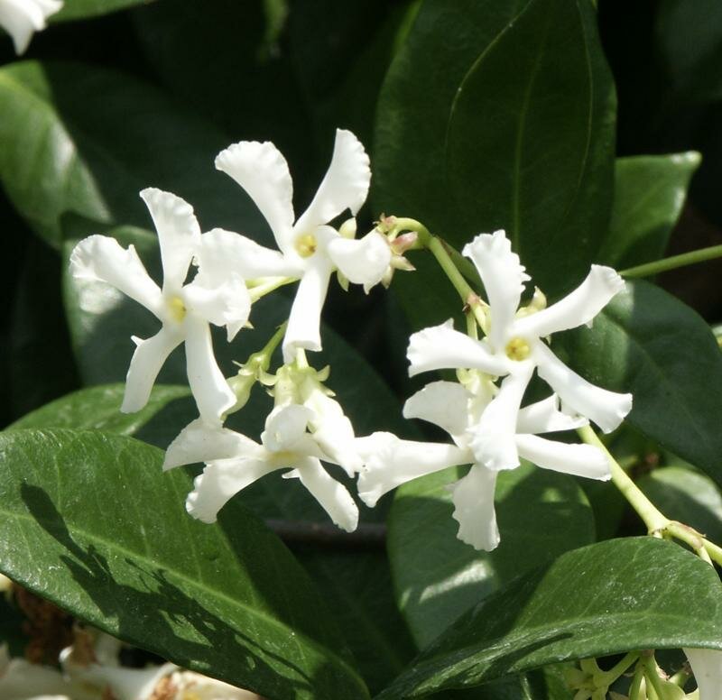 trachelospermum_jasminoides1215878198.jpeg