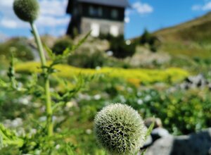 Fiore alpino con rifugio sfocato sullo sfondo nel giardino La Chanousia