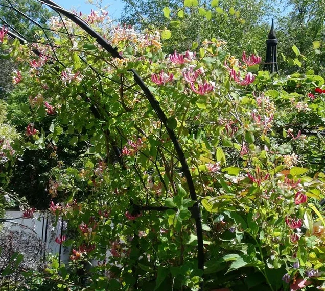 lonicera-caprifolium_shoppuntoflora2000it.webp