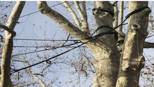 Alberi con cavi di supporto per stabilizzare i rami