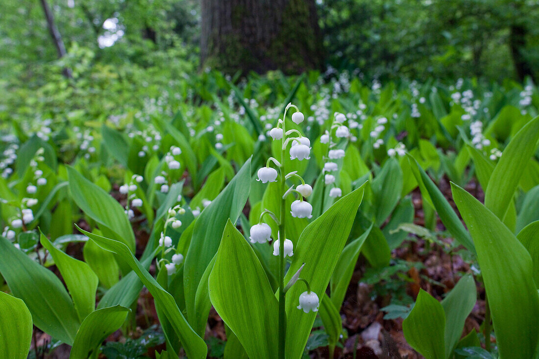 70306699-convallaria-majalis-lily-of-the-valley-in-blossom-in-breidings-garden-soltau-lower-saxony-germany.jpeg