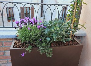 Vaso con fiori su terrazzo signorile a Pinerolo con gelsomino rampicante Vaso con fiori su terrazzo signorile a Pinerolo con gelsomino rampicante