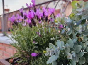 Fiori su terrazzo signorile a Pinerolo con gelsomino rampicante Fiori su terrazzo signorile a Pinerolo con gelsomino rampicante