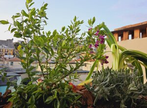 Terrazzo tropicale con piante verdi e fiori lilla, vista urbana sullo sfondo