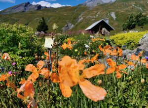 Giardino alpino di La Chanousia con fiori arancioni e paesaggio montano