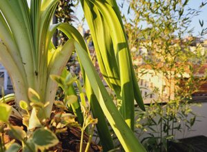 Dettaglio di un terrazzo tropicale con piante verdi e sfondo cittadino