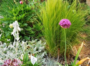 Giardino privato con piante fiorite e vegetazione verde a Torino