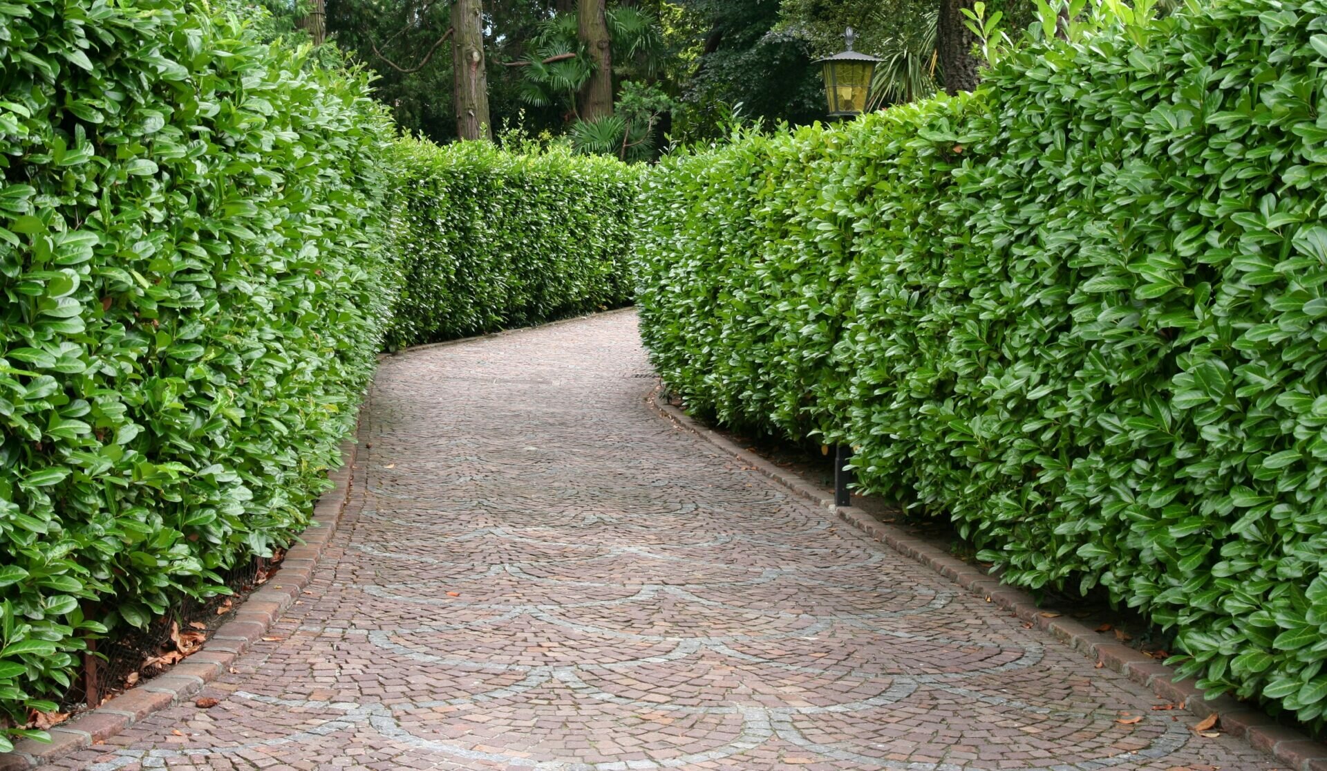 english-laurel-prunus-laurocerasus-driveway-estate.jpeg